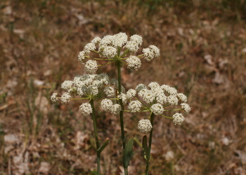 Hirschwurz- Haarstrang (Peucedanum cervaria) - © Emanuel Trummer